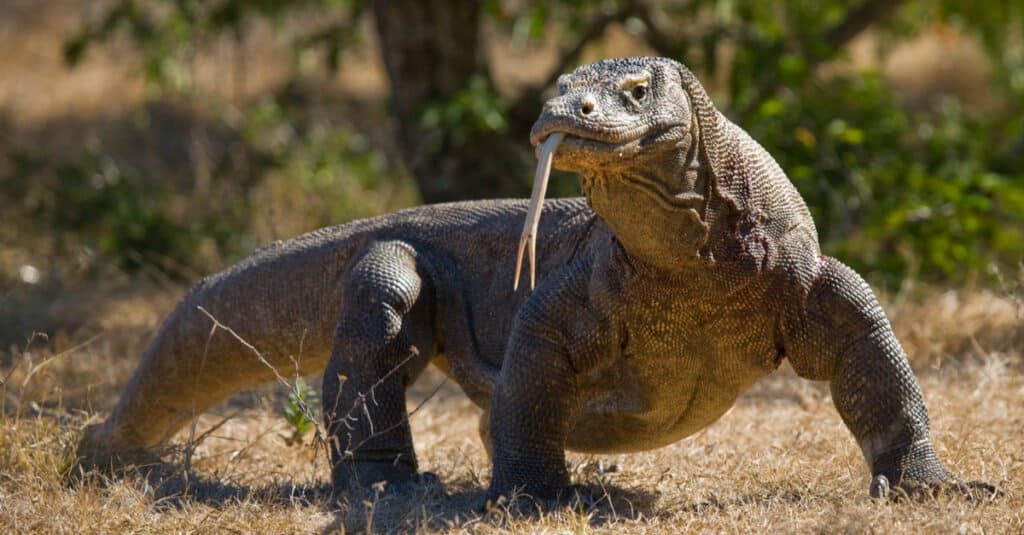 Are Komod dragons poisonous or dangerous