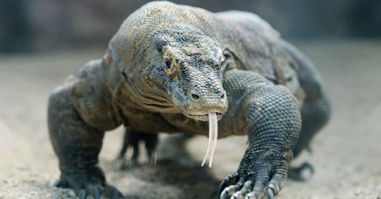 Apex predator: Komodo dragon