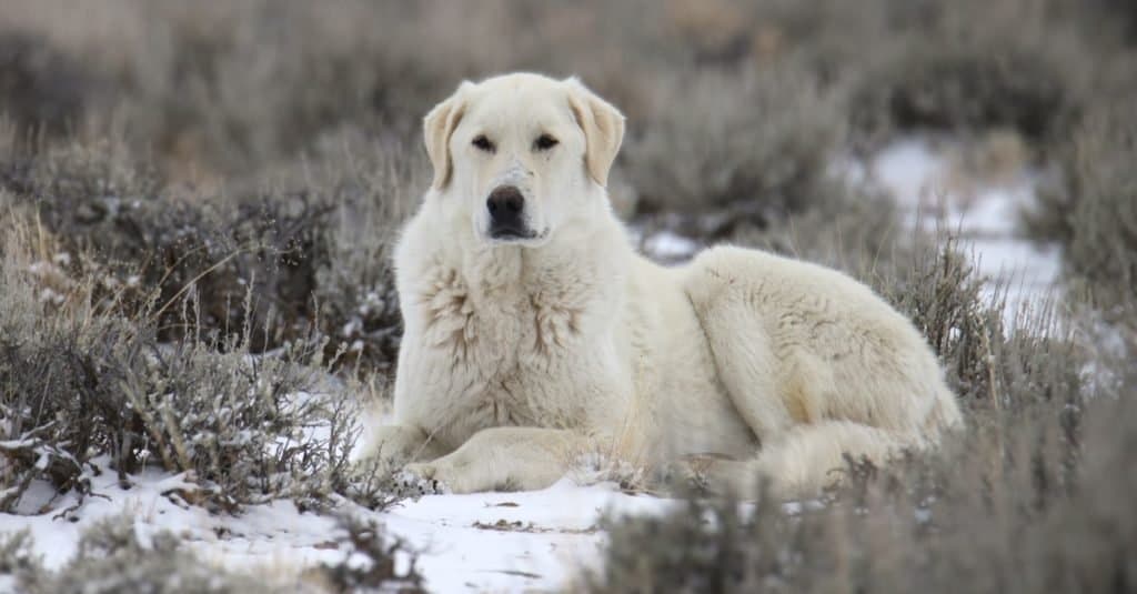 Kuvasz resting in the snow in winter.