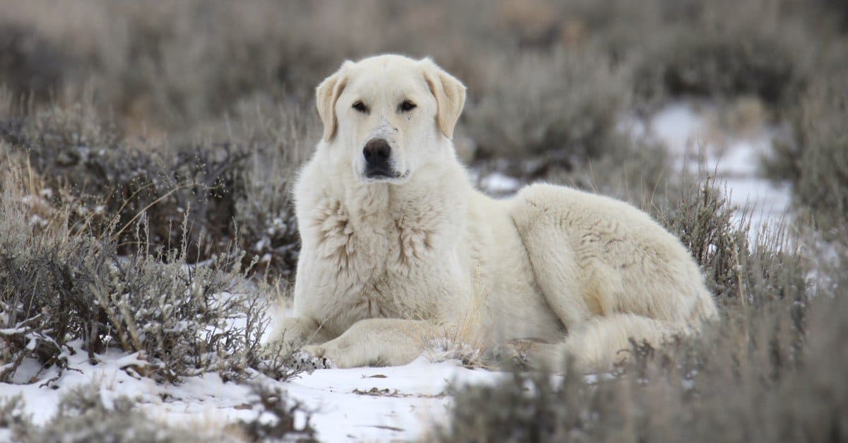 Kuvasz resting in the snow in winter.