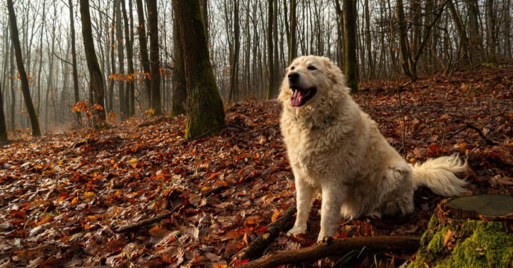 Young Hungarian Kuvasz shepherd dog in the woods.