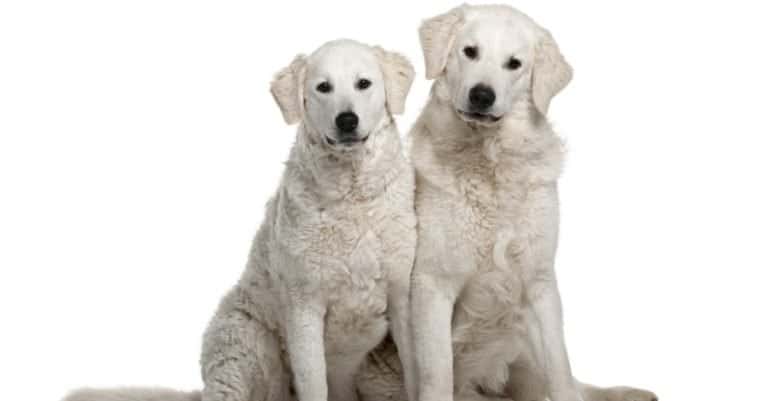 Kuvasz dogs isolated on white background.