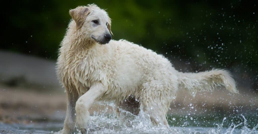 Cute Kuvasz dog playing in water in summer.