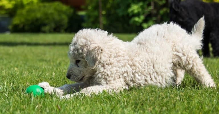 Very young Hungarian Kuvasz puppy playing on the lawn.