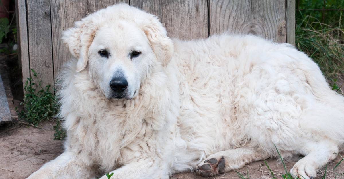Adult male Hungarian Kuvasz shepherd dog resting on the front of his house.