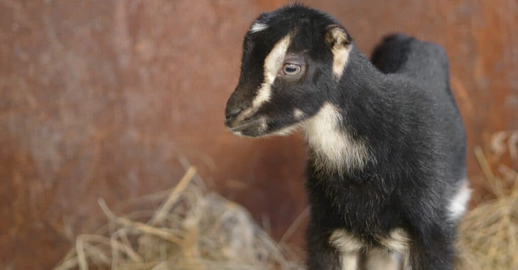 A young baby LaMancha goat standing in the hay.