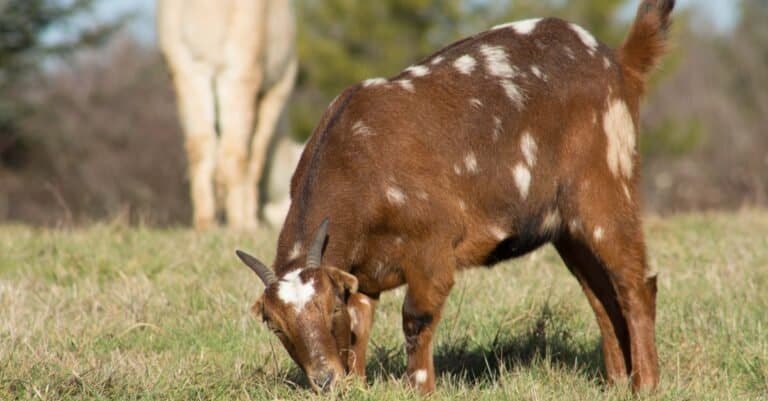 Brown LaMancha Goat eating grass in a pasture.