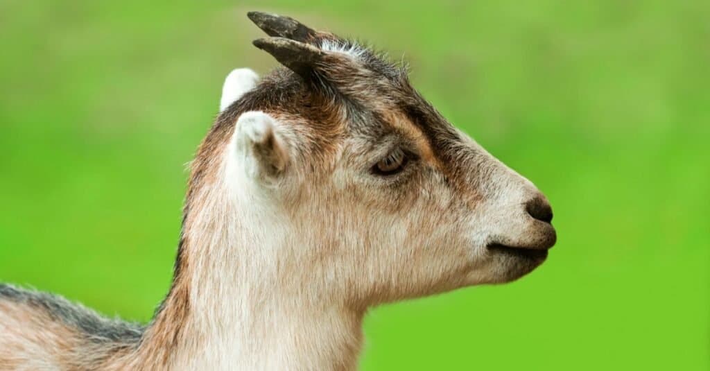 Earless young LaMancha goat, close-up.