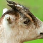 LaMancha