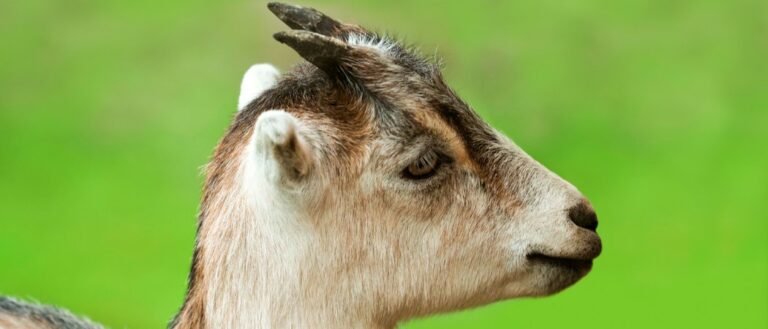 LaMancha Goat close-up