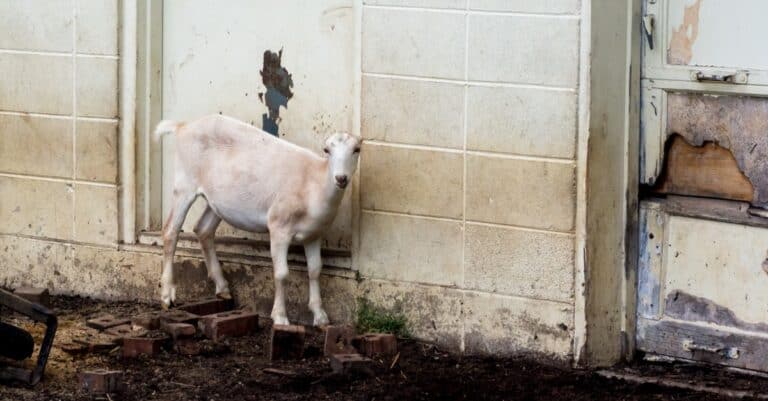 LaMancha Goat Standing on bricks in an old garage.