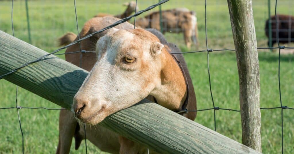 LaMancha Goat sticking its head through a fence.