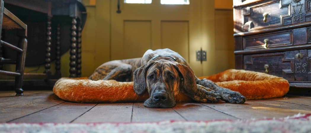 Best Large Dog Beds Reviewed For 2021, Rural King Orthopedic Dog Bed