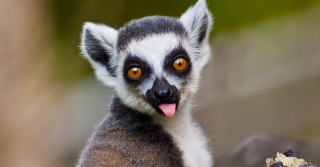 Animals with large eyes – lemur
