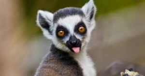 10 Incredible Lemur Facts Picture