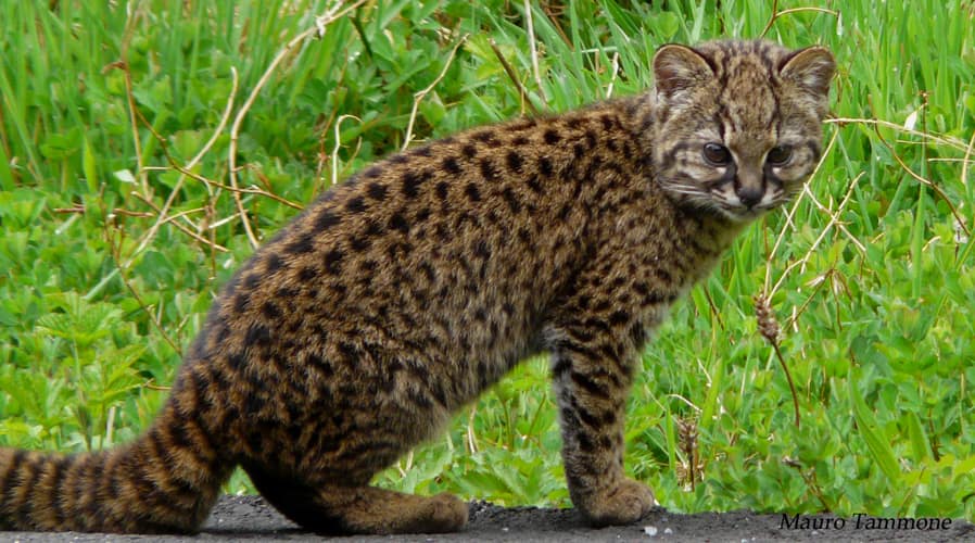 kodkod (Leopardus guigna)