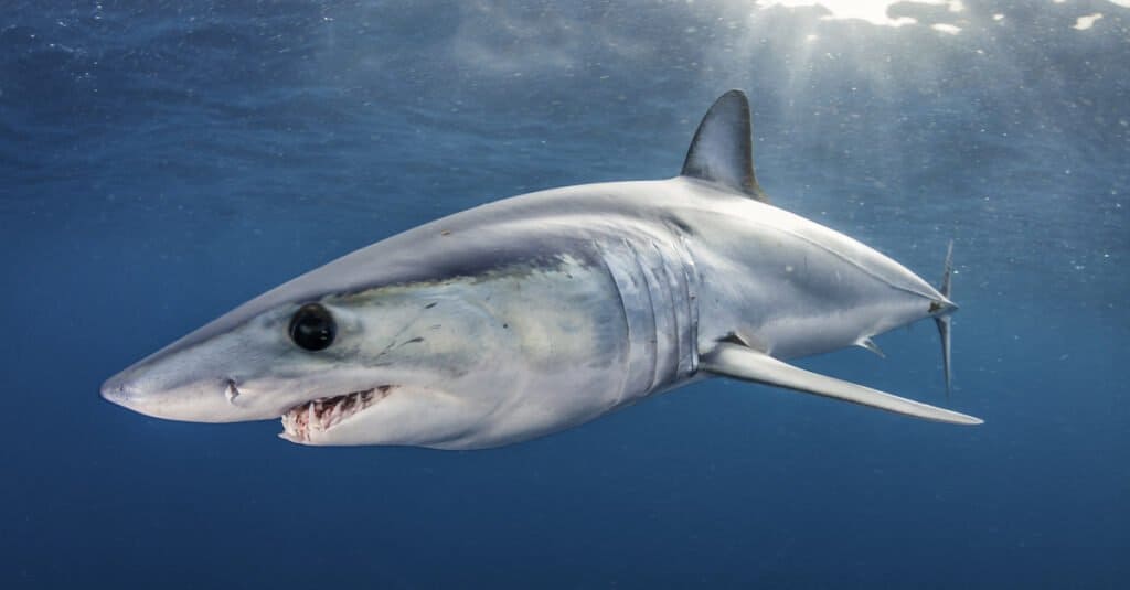 The mako shark is one of the fastest fish, and it is considered dangerous to humans because of its speed â€” it can attack aggressively and quickly. It has even been known to "jump" into fishing boats!