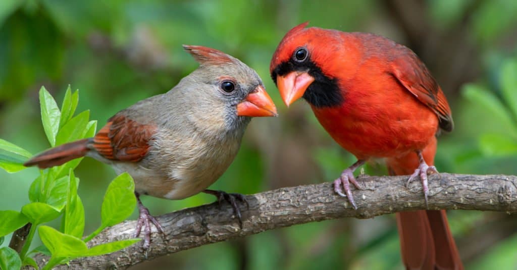 Cardinal Symbolism & Meaning & the Cardinal Spirit Animal