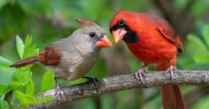 The Complete List of 5 Birds With Red Beaks Picture