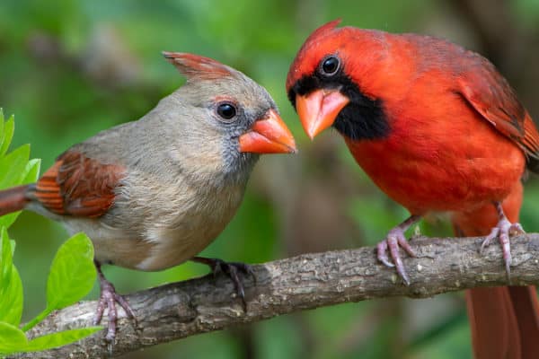 Male and female Northern Cardinals