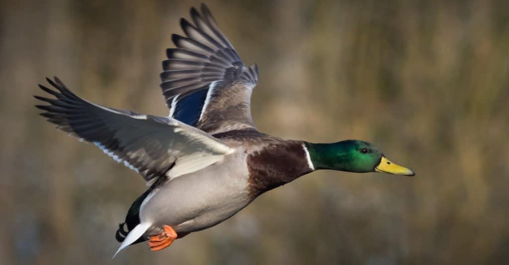 A Mallard duck in flight