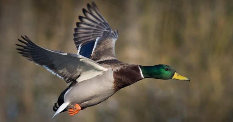 A Mallard duck in flight