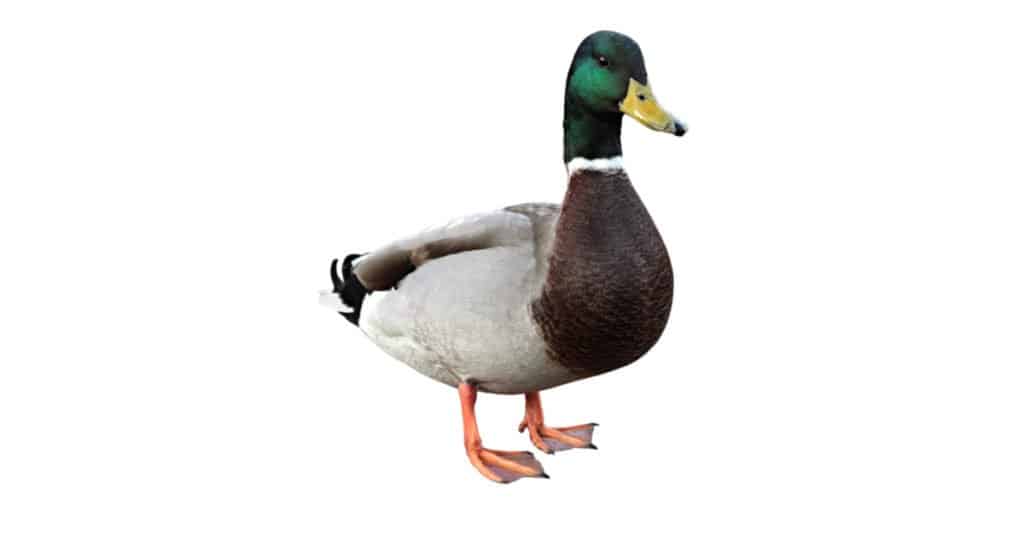 A Mallard duck in front of a white background