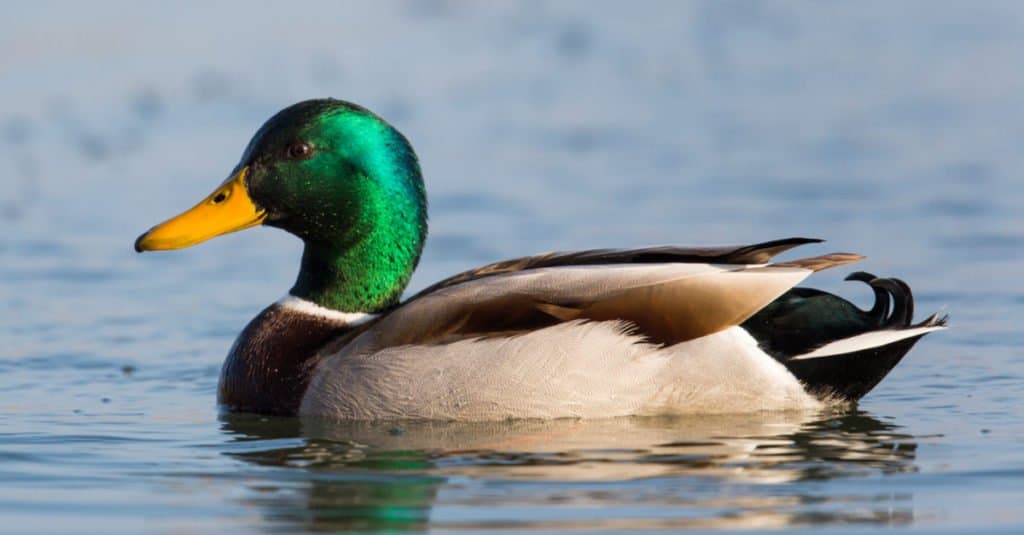 A Mallard duck swimming in the water