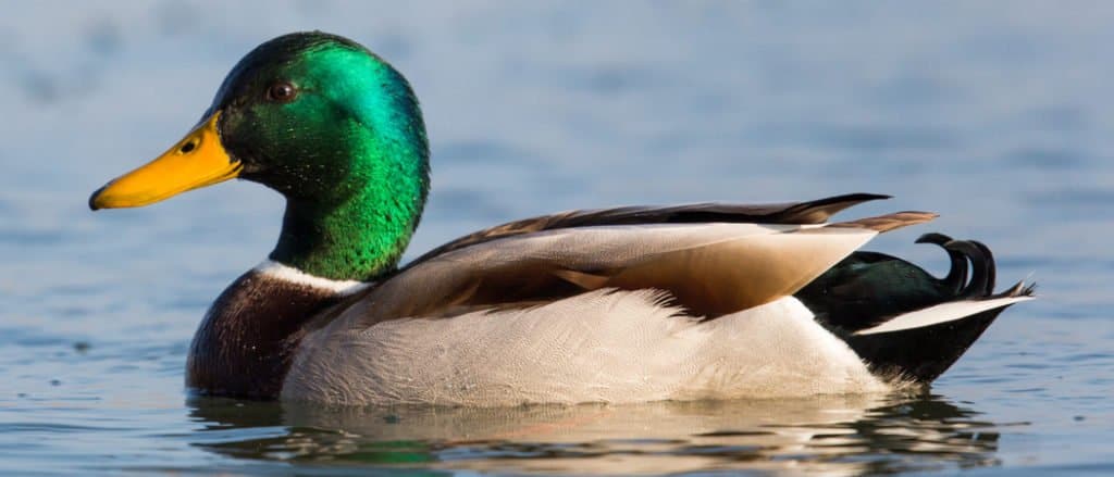 Mallard Swimming