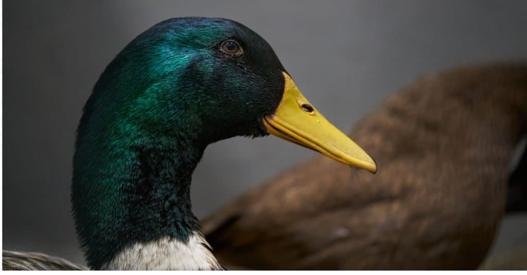 Close-up image of mallard duck