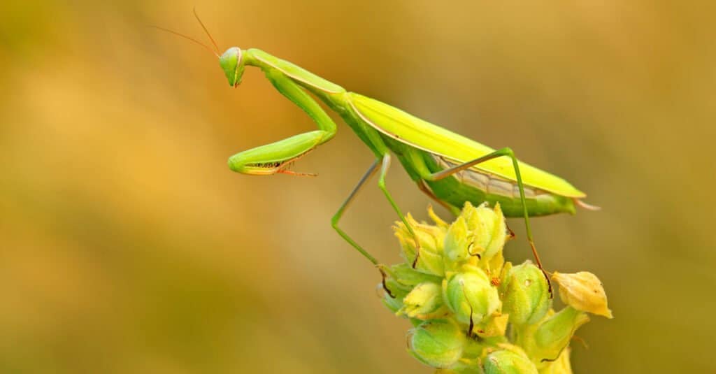 Animals that use mimicry – mantis