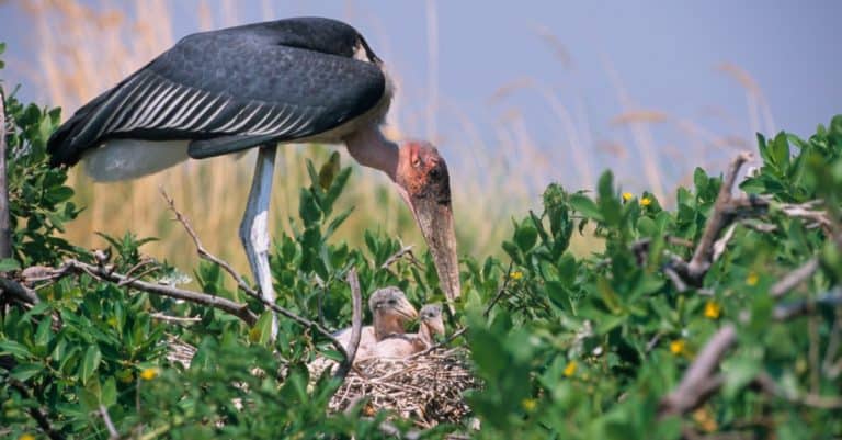Marabou stork feeding its young in the nest.