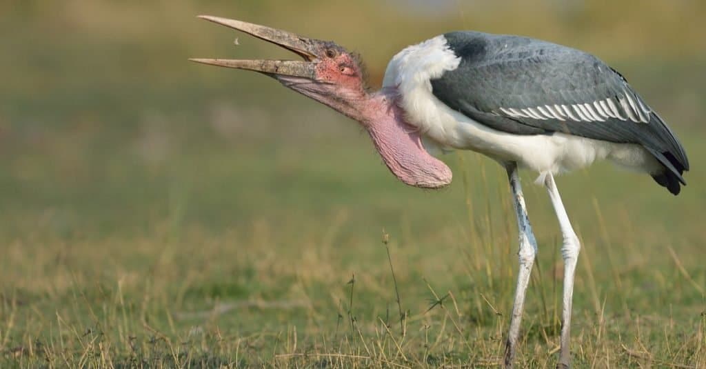 Stork storks eat fish.