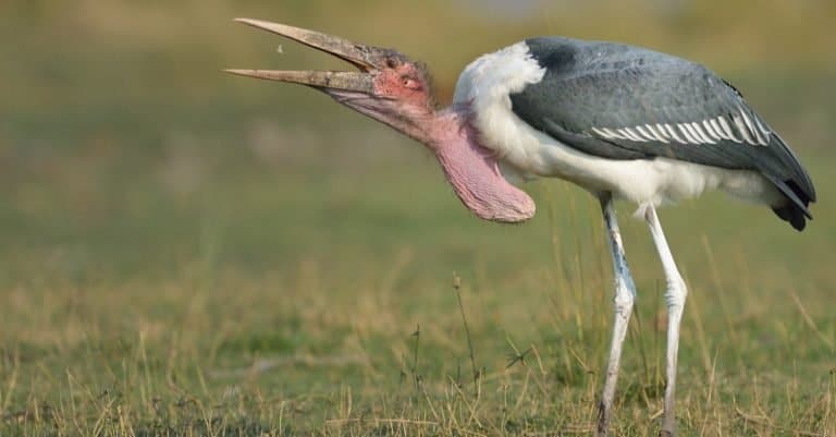 Marabou Stork eating a piece of fish.