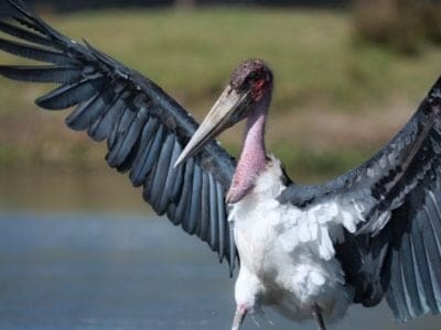 A Marabou Stork