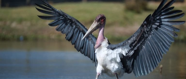 Marabou Stork in a lake