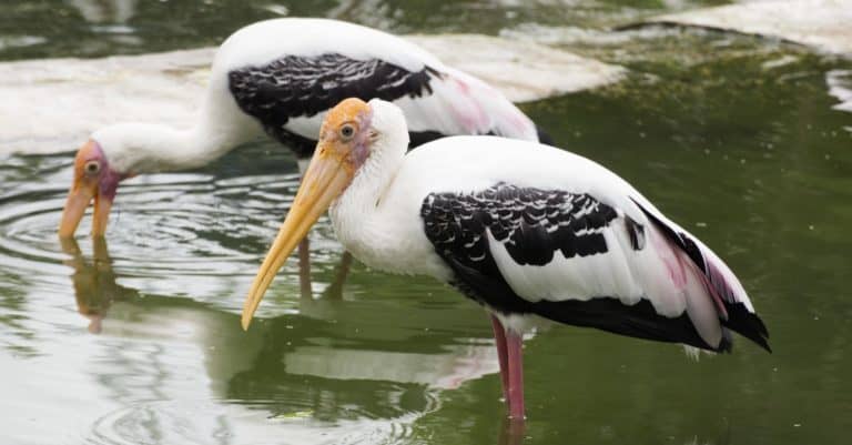 Two Marabou Stork feeding in a pond.