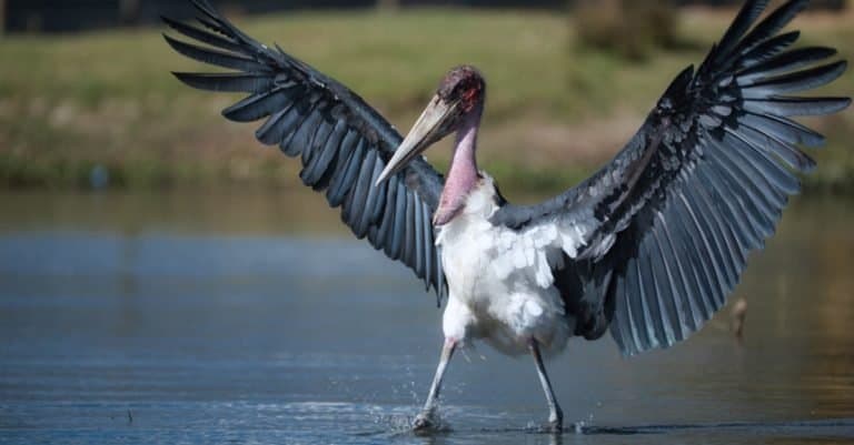 Marabou Stork standing in a lake.