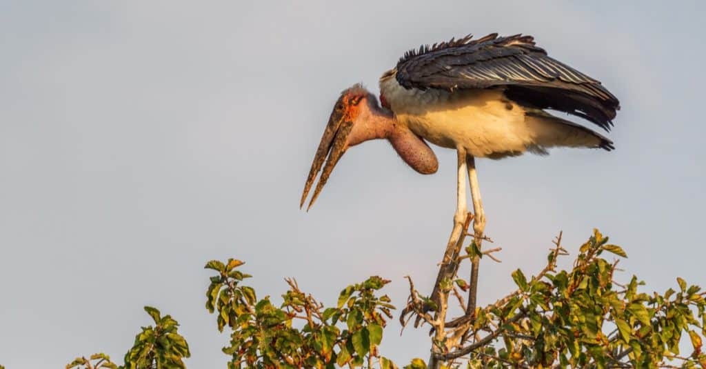Marabou Stork - large stork from African woodlands, bushes and lake shores, lake Ziway, Ethiopia.