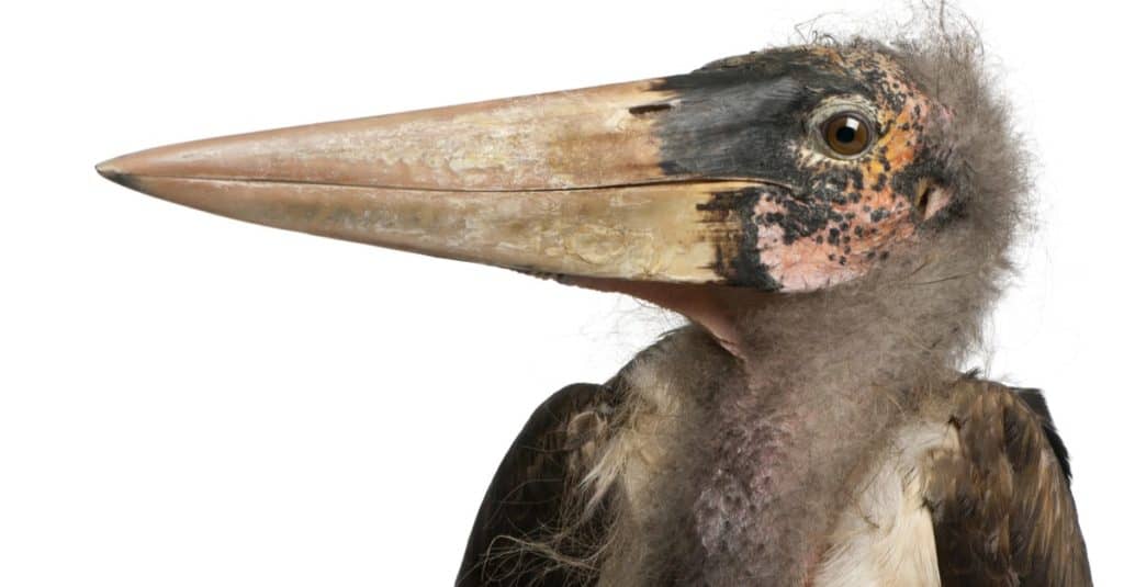 Marabou Stork isolated on a white background.