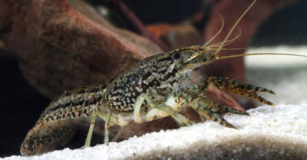 Animals that reproduce asexually – marble crayfish