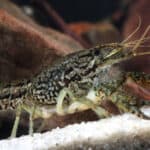 The marble crayfish is the only known decapods crustacean that reproduces asexually.
