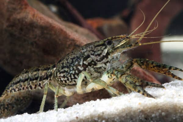 The marble crayfish is the only known decapods crustacean that reproduces asexually.