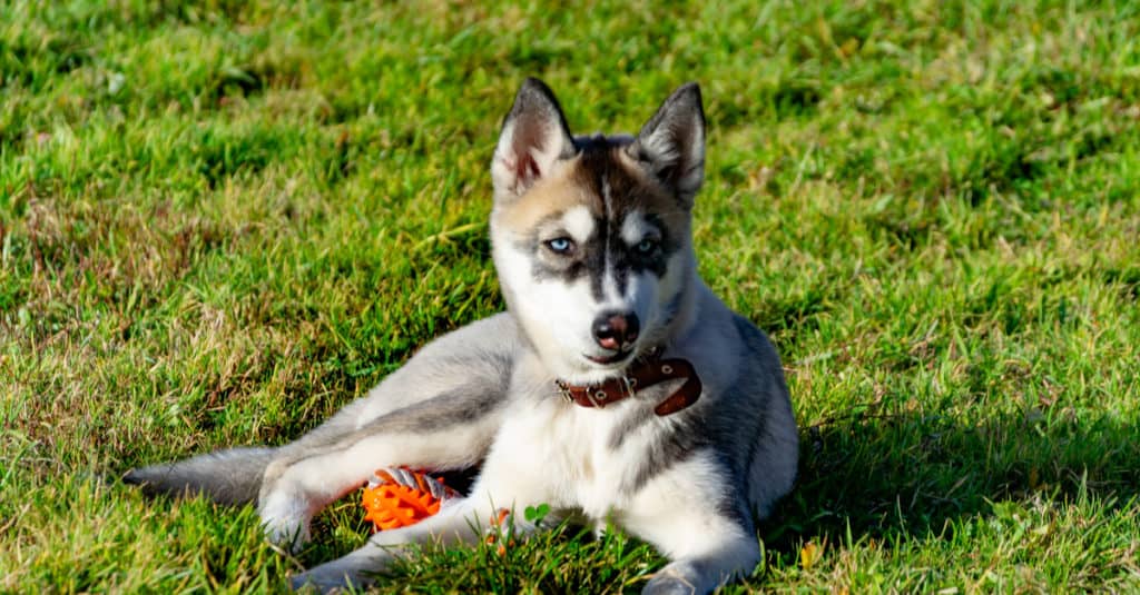 Miniature Husky in the grass