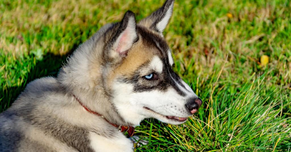 Miniature Husky profile