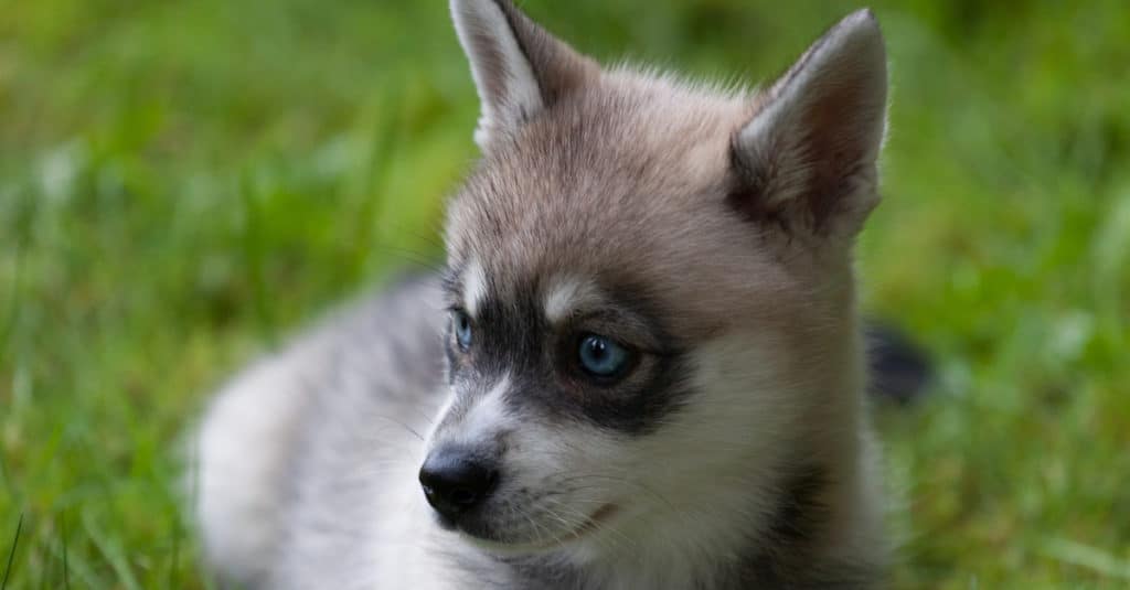 Miniature Husky puppy