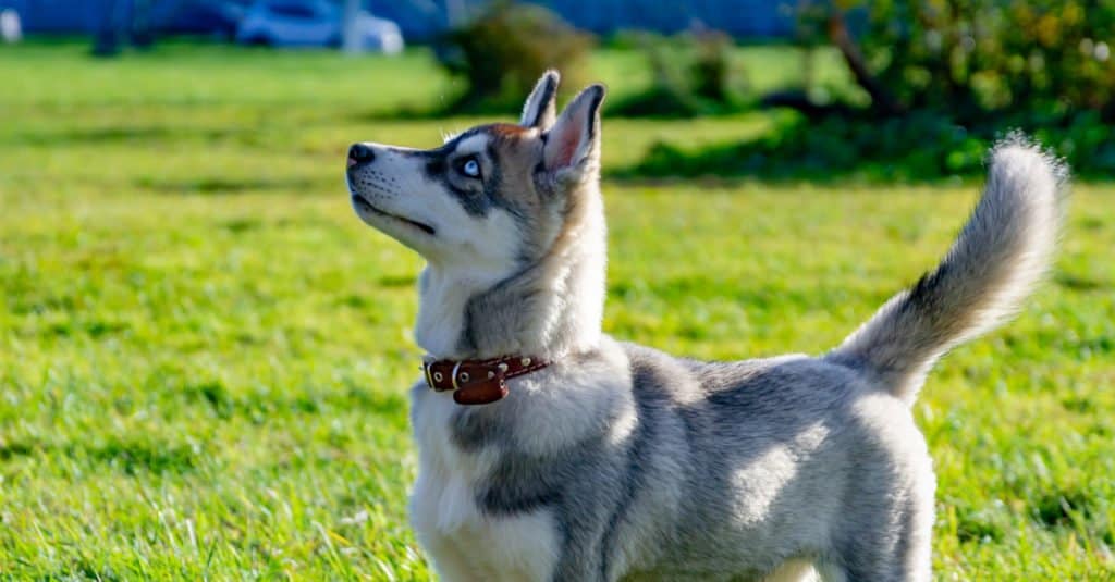 Miniature siberian store husky full grown