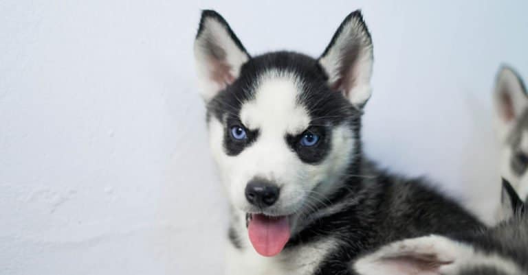 Miniature Husky with its tongue out