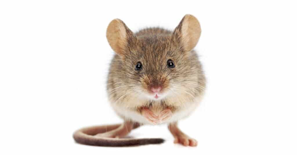 Have you ever used the phrase "quiet as a mouse?" Welcome to the world of animal analogies!