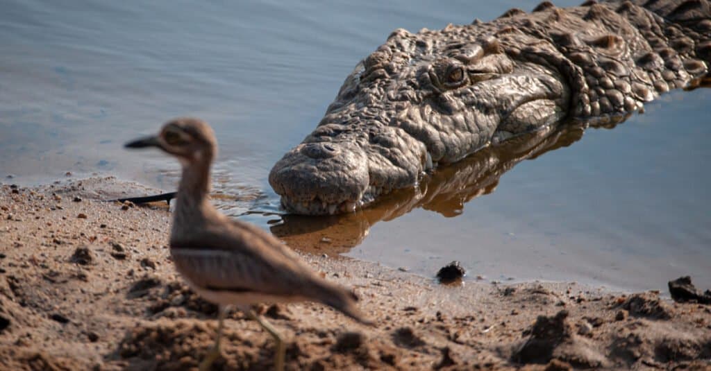 Crocodiles use tools to hunt - they often place sticks on their snout to attract birds